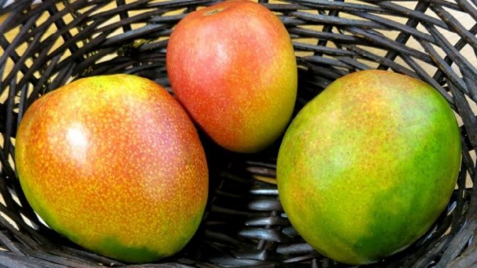 Как определить степень спелости манго и дозреть плод в домашних условиях